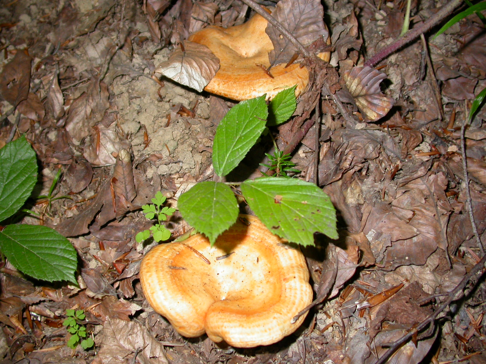 Kanlıca - Lactarius salmonicolor